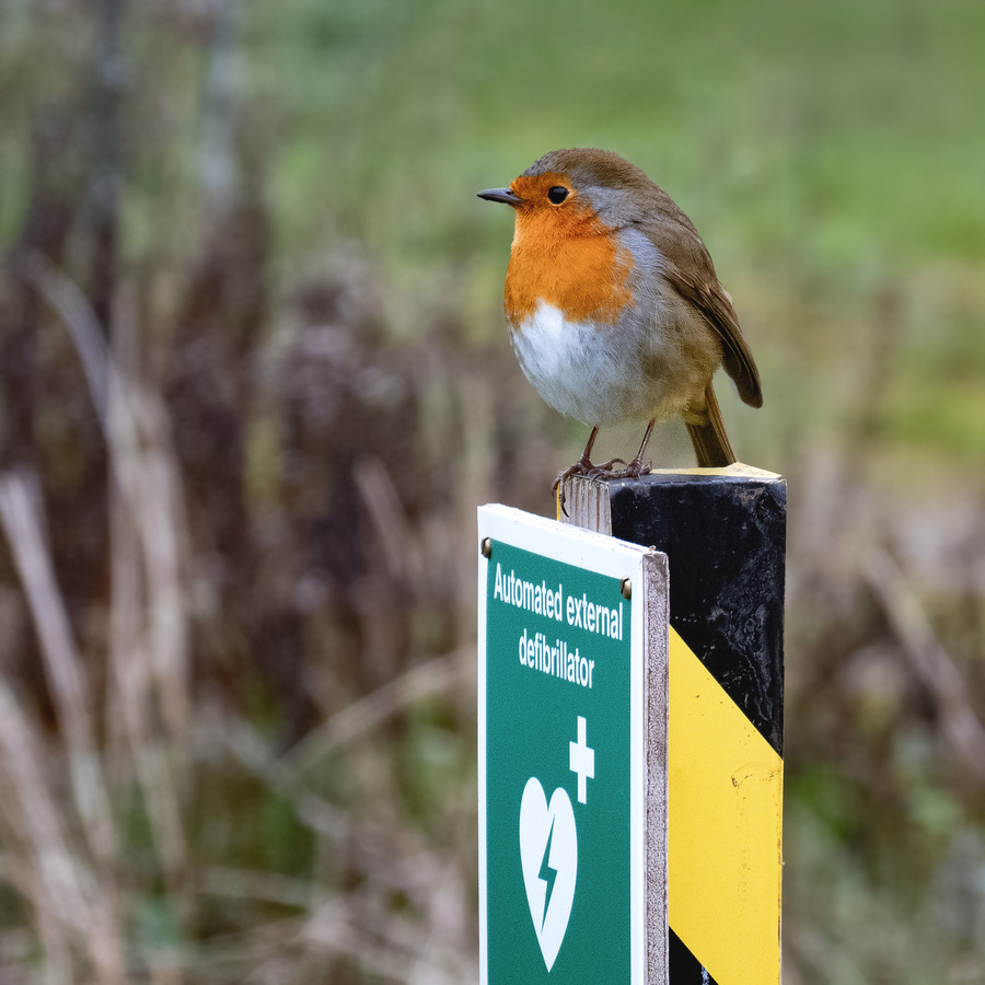 Wildlife Neighbours